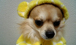 nana_phot_20070730.jpg